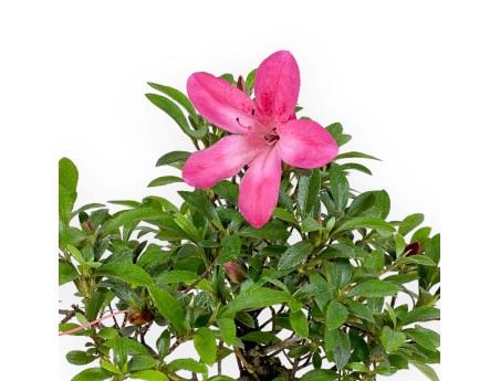 Rhododendron Indicum - Azalea - 24 cm