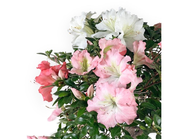 Rhododendron Indicum - Azalée - 73 cm 2
