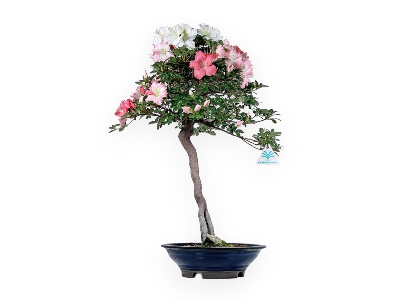 Rhododendron Indicum - Azalea - 73 cm