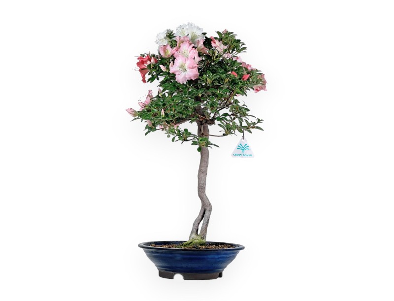 Rhododendron Indicum - Azalée - 73 cm