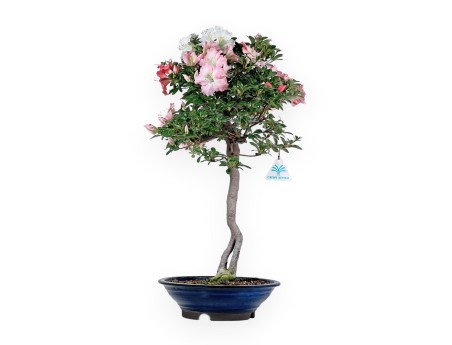 Rhododendron Indicum - Azalea - 73 cm