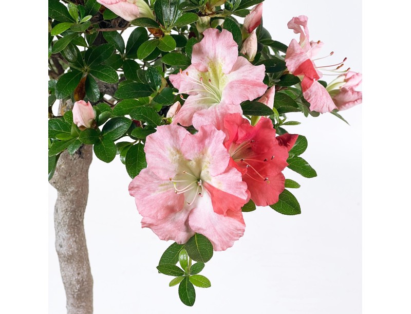 Rhododendron Indicum - Azalea - 73 cm