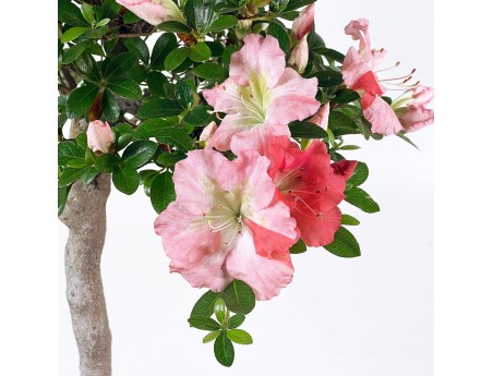 Rhododendron Indicum - Azalea - 73 cm