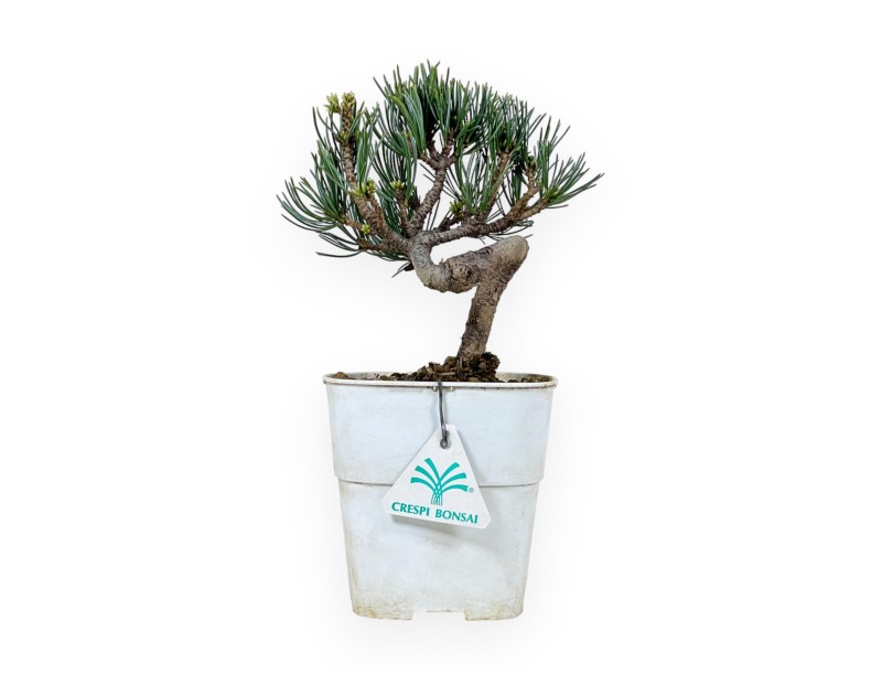 Pinus Pentaphylla - Pino a cinque aghi - 28 cm