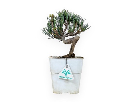 Pinus Pentaphylla - Pino a cinque aghi - 28 cm