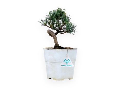 Pinus Pentaphylla - Pino - 28 cm