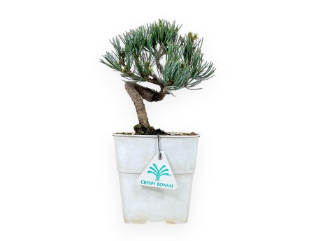 Pinus Pentaphylla - Pino - 28 cm