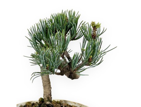 Pinus Pentaphylla - Kiefer - 28 cm