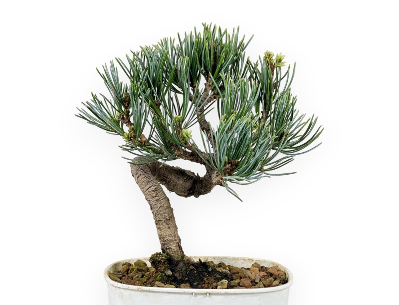 Pinus Pentaphylla - Pin à cinq aiguilles - 28 cm