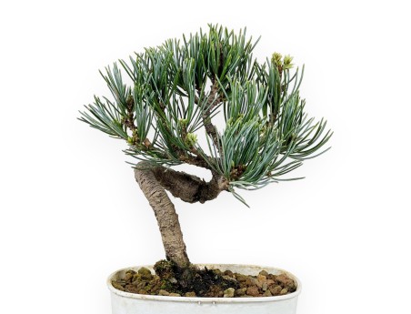 Pinus Pentaphylla - Den - 28 cm