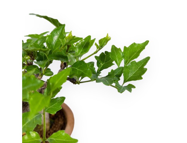 Premna japonica - 19 cm 2