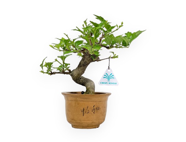 Premna japonica - 19 cm