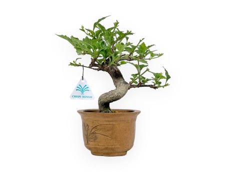 Premna Japonica - 19 cm