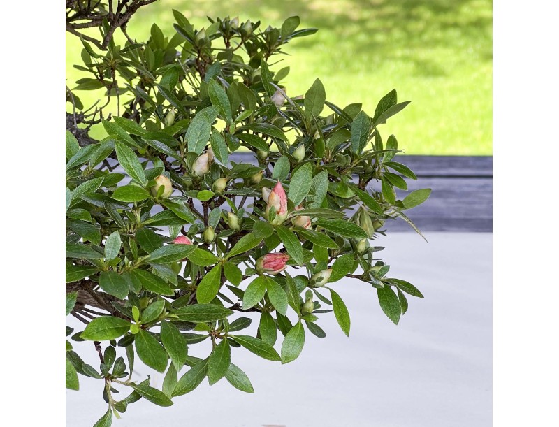 Rhododendron Indicum - Azalea - 37 cm