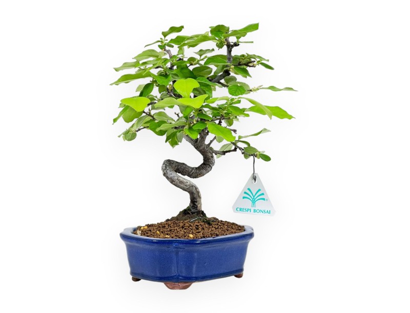 Pseudocydonia Chinensis - Chinese quince - 27 cm
