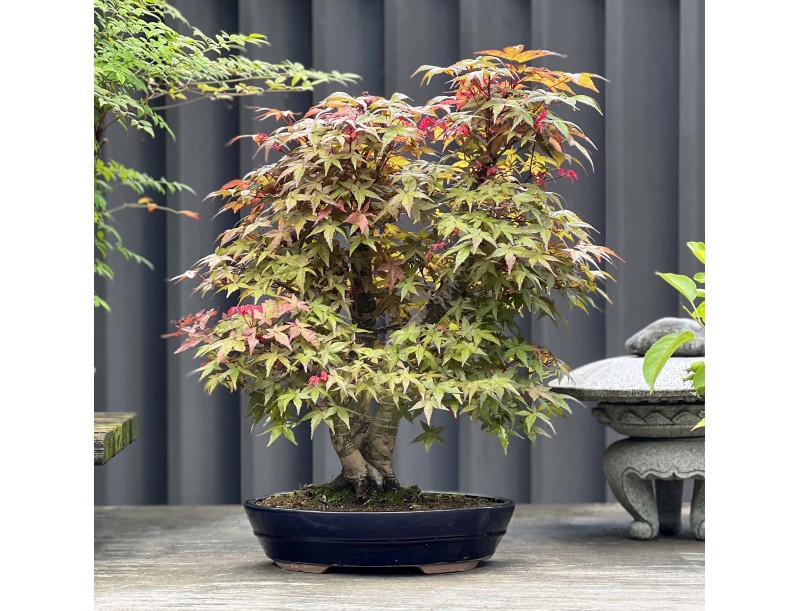 Acer Palmatum Deshojo - Érable - 58 cm