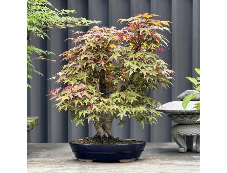 Acer Palmatum Deshojo - Érable - 58 cm