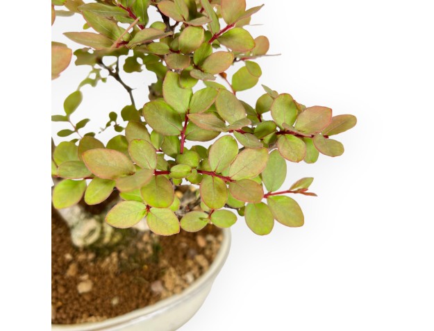 Lagerstroemia Indica - Crape Myrtle - 24 cm 2
