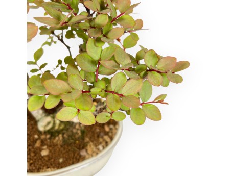 Lagerstroemia Indica - Myrte de Crêpe - 24 cm