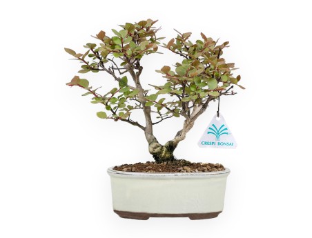 Lagerstroemia Indica - Mirto Crespo - 24 cm