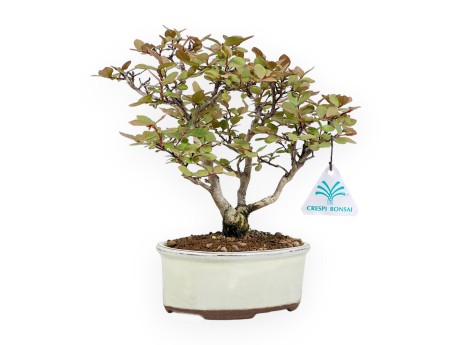 Lagerstroemia Indica - Rouwband mirte - 24 cm