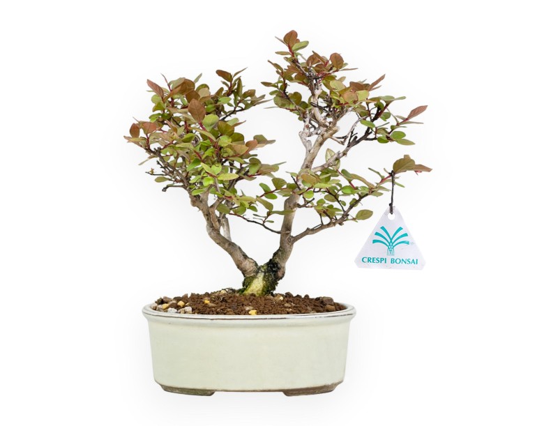 Lagerstroemia Indica - Kreppmyrte - 24 cm