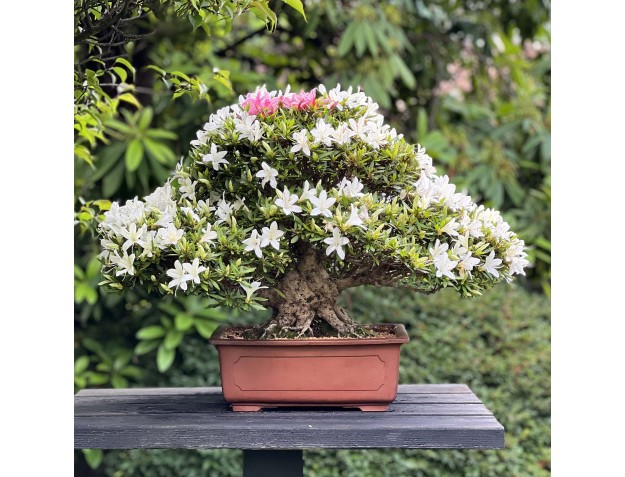 Rhododendron Indicum Hakurin - Azalea - 51 cm