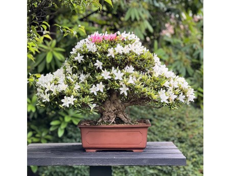 Rhododendron Indicum Hakurin - Azalée - 51 cm