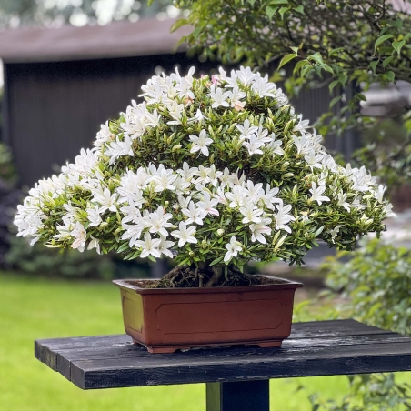 Rhododendron Indicum Hakurin - Azalea - 51 cm