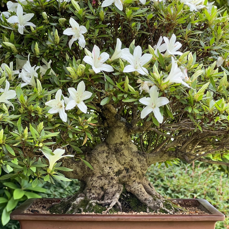 Rhododendron Indicum Hakurin - Azalée - 51 cm
