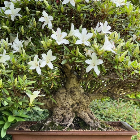 Rhododendron Indicum Hakurin - Azalea - 51 cm