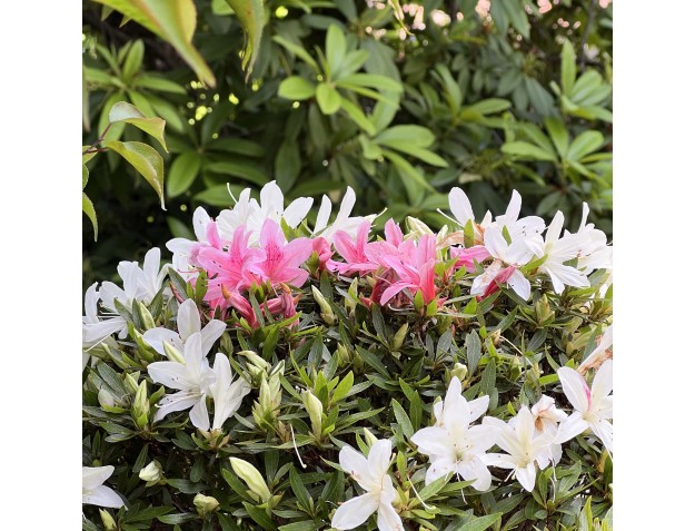 Rhododendron Indicum Hakurin - Azalea - 51 cm 2