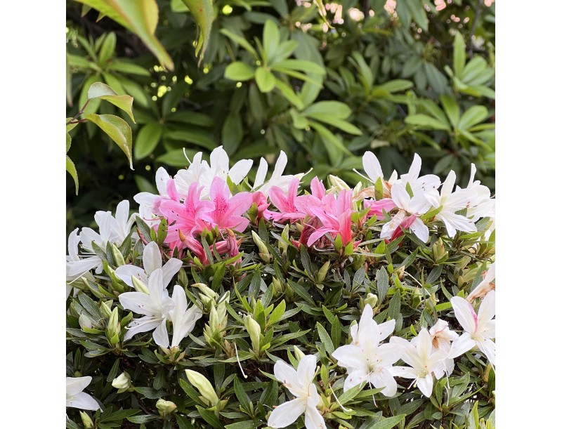 Rhododendron Indicum Hakurin - Azalea - 51 cm