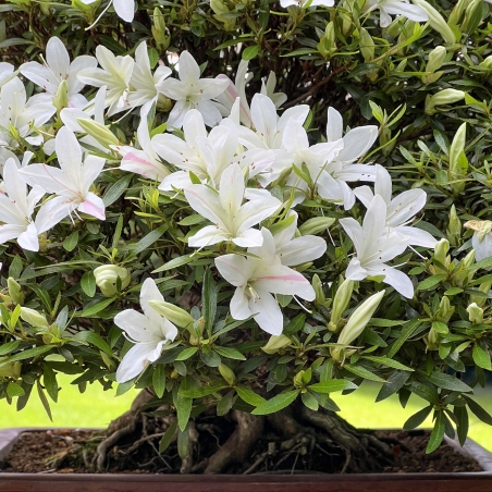 Rhododendron Indicum Hakurin - Azalea - 51 cm