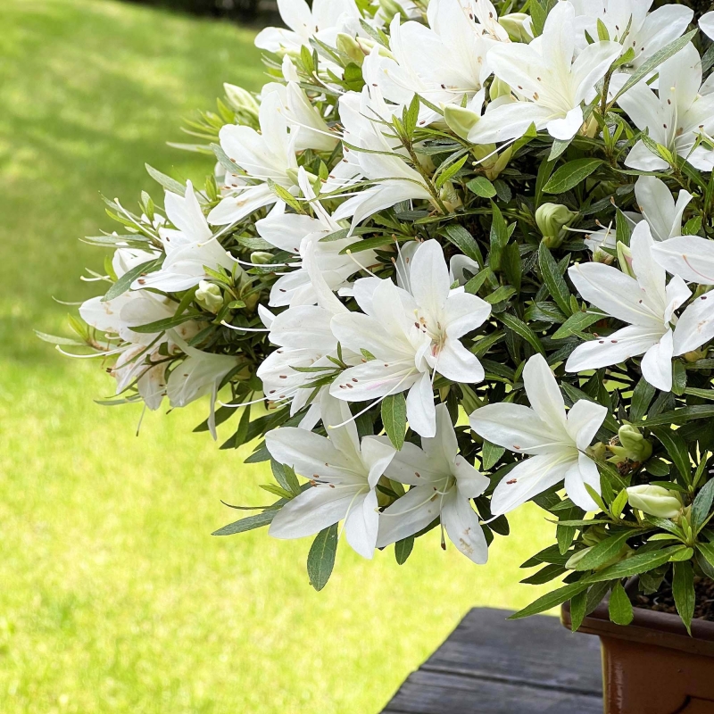 Rhododendron Indicum Hakurin - Azalée - 51 cm