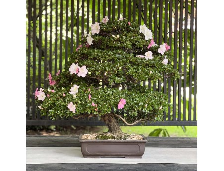 Rhododendron Indicum Laterinum - Azalée - 92,5 cm