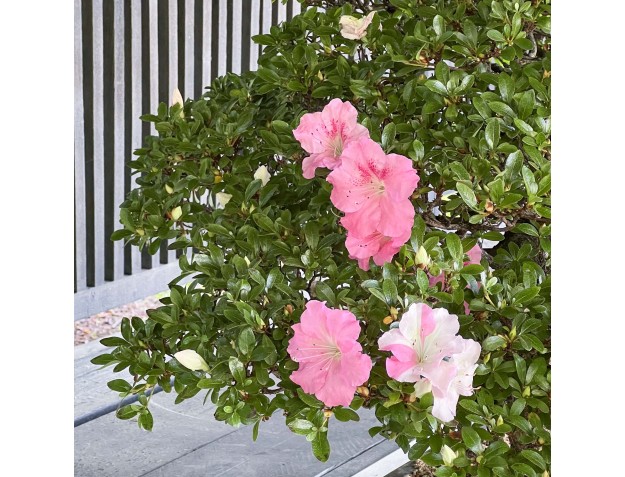 Rhododendron Indicum Laterinum - Azalea - 92,5 cm 2