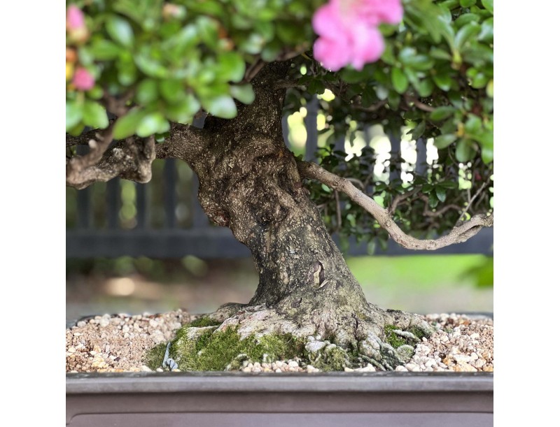 Rhododendron Indicum Laterinum - Azalée - 92,5 cm
