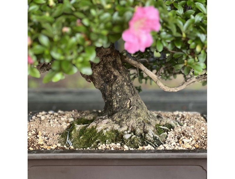 Rhododendron Indicum Laterinum - Azalée - 92,5 cm
