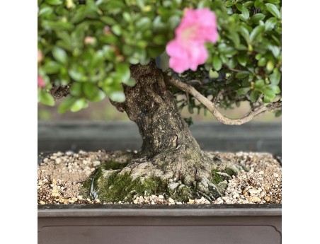 Rhododendron Indicum Laterinum - Azalea - 92,5 cm