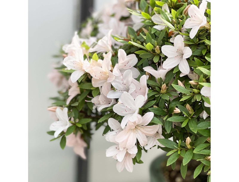 Rhododendron Indicum Kozan - Azalea - 57 cm