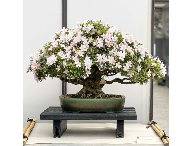 Rhododendron Indicum Kozan - Azalée - 57 cm