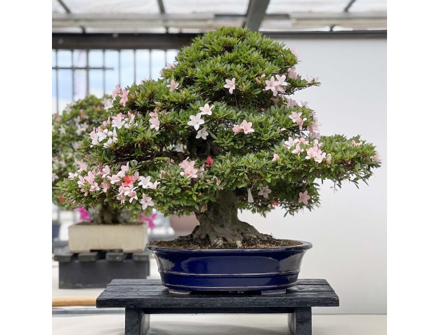 Rhododendron Indicum Nikko - Azalea - 89 cm