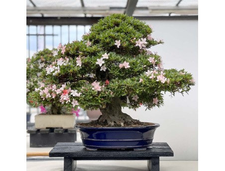 Rhododendron Indicum Nikko - Azalée - 89 cm