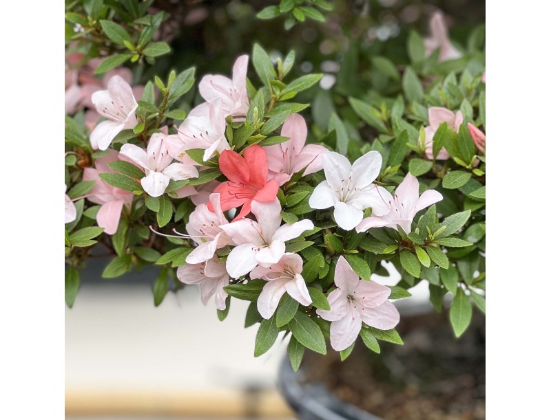 Rhododendron Indicum Nikko - Azalea - 89 cm