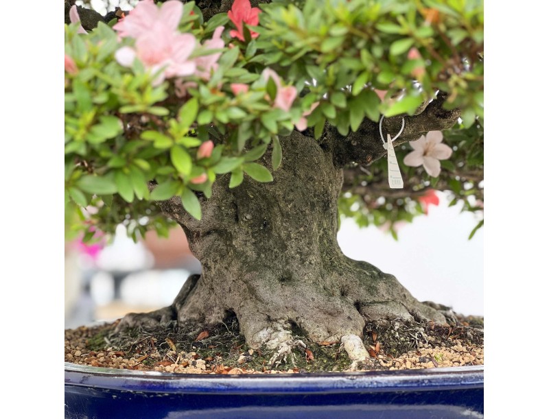 Rhododendron Indicum Nikko - Azalea - 89 cm