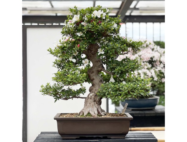 Rhododendron Indicum Kahoku-no-Tsuki - Azalée - 85 cm