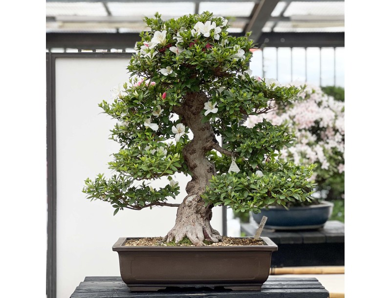Rhododendron Indicum Kahoku-no-Tsuki - Azalée - 85 cm
