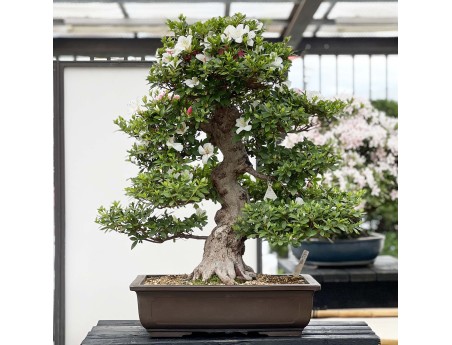 Rhododendron Indicum Kahoku-no-Tsuki - Azalée - 85 cm