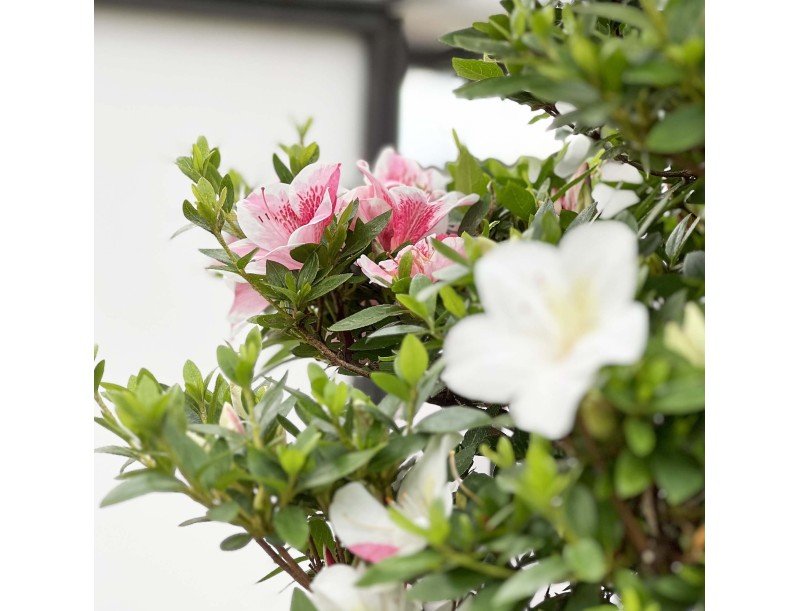 Rhododendron Indicum Kahoku-no-Tsuki - Azalée - 85 cm